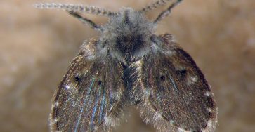 Psychodidae