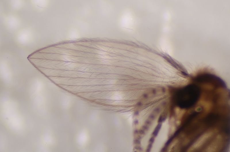 closeup of drain fly wing