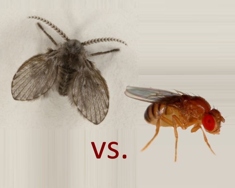 drain flies or fruit flies