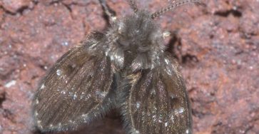 Drain Fly Eggs - Drain Flies