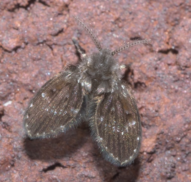 Drain fly also known as moth fly