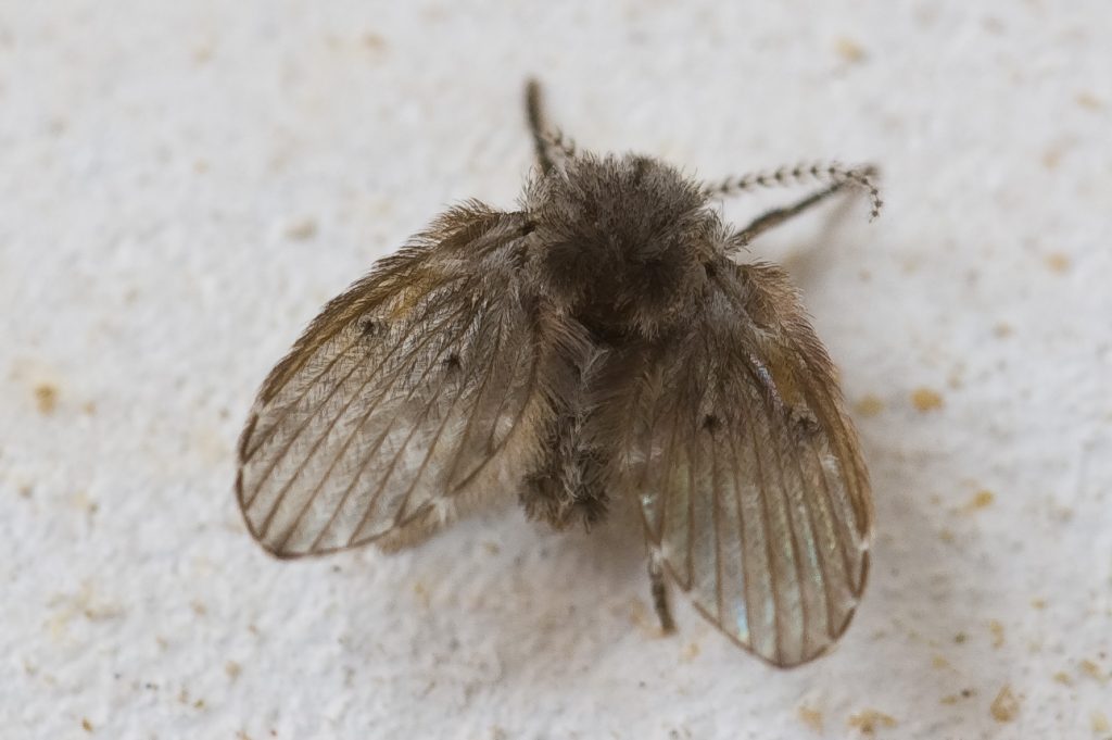 Drain fly also known as moth fly