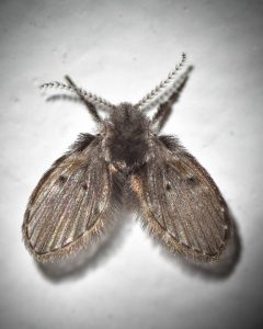 Drain Fly Identification