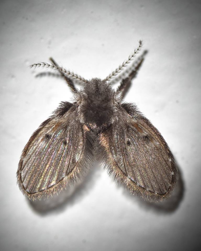 Drain fly also known as moth fly