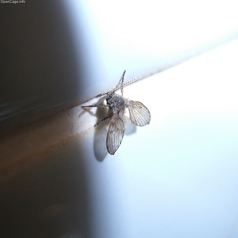 a drain fly on the wall