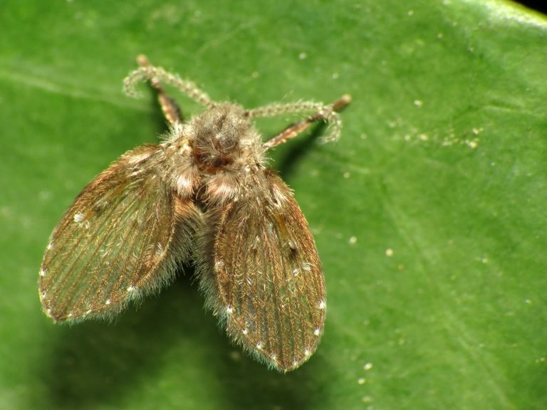 Drain fly also known as moth fly