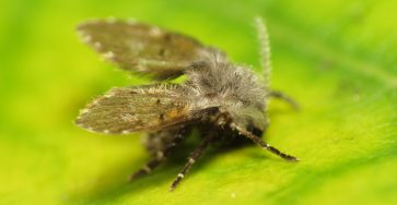 Drain fly also known as moth fly