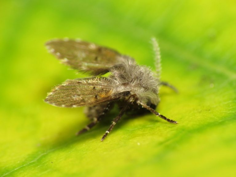 Drain fly also known as moth fly