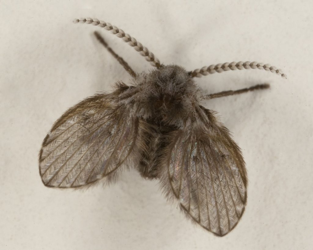 drain fly aka moth fly