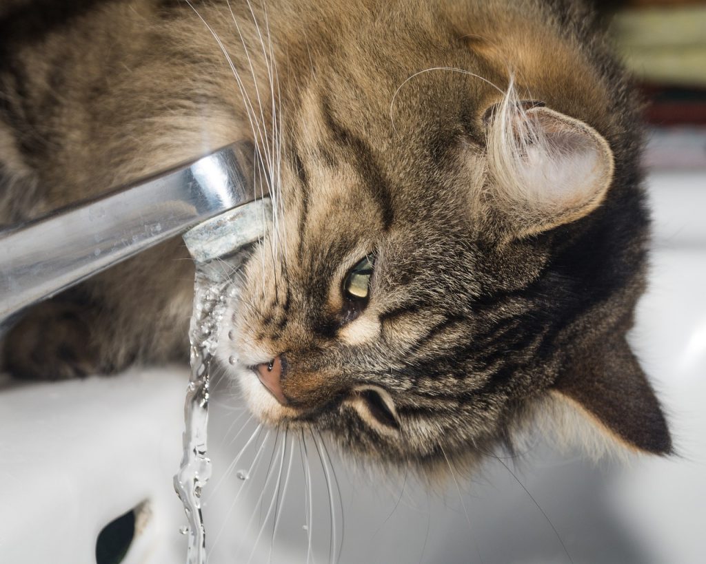 Are Drain Flies Harmful to Cats?