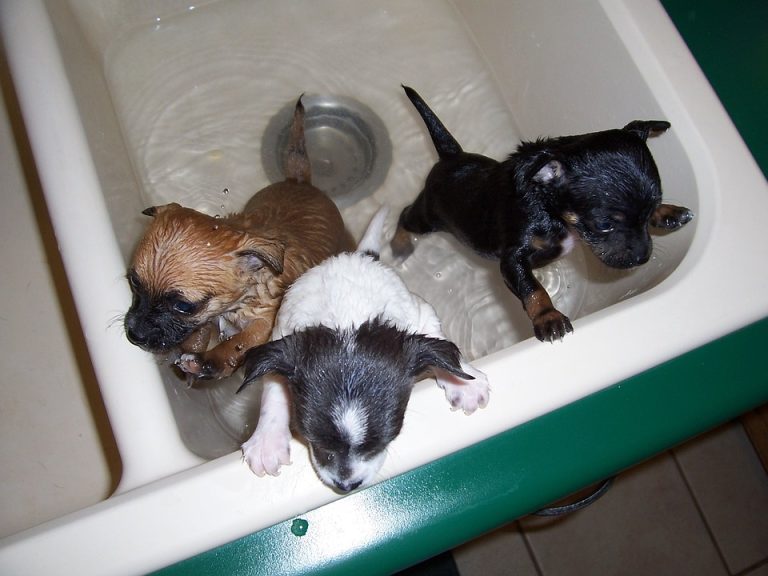 Dog puppies and drain