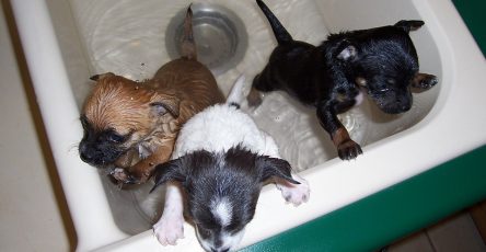Dog puppies and drain