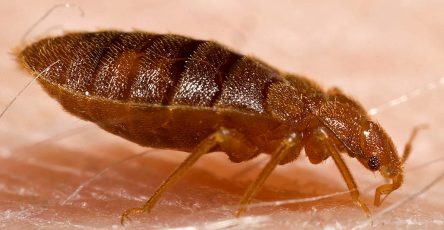 What do Bed Bugs Look Like