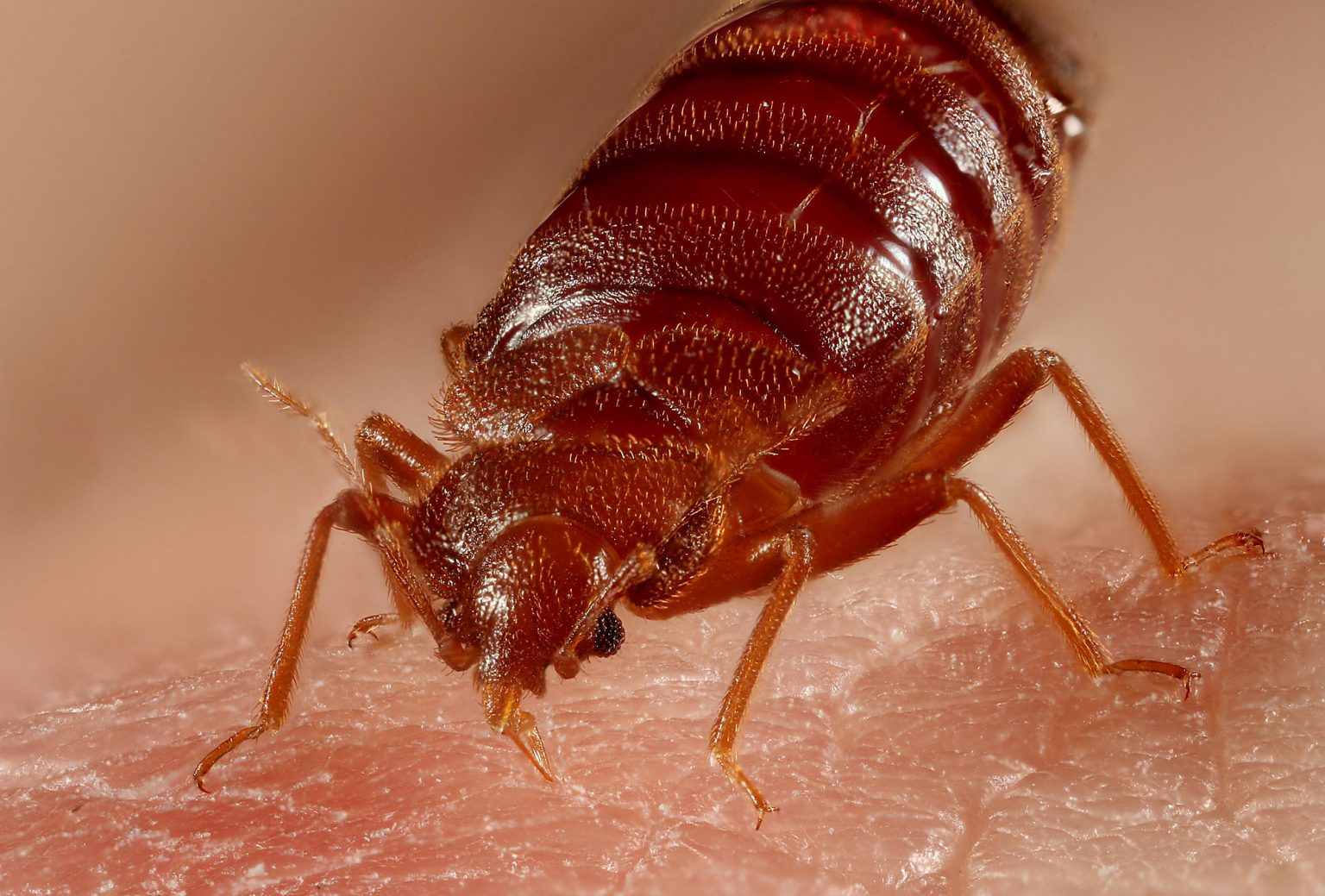 bed bugs