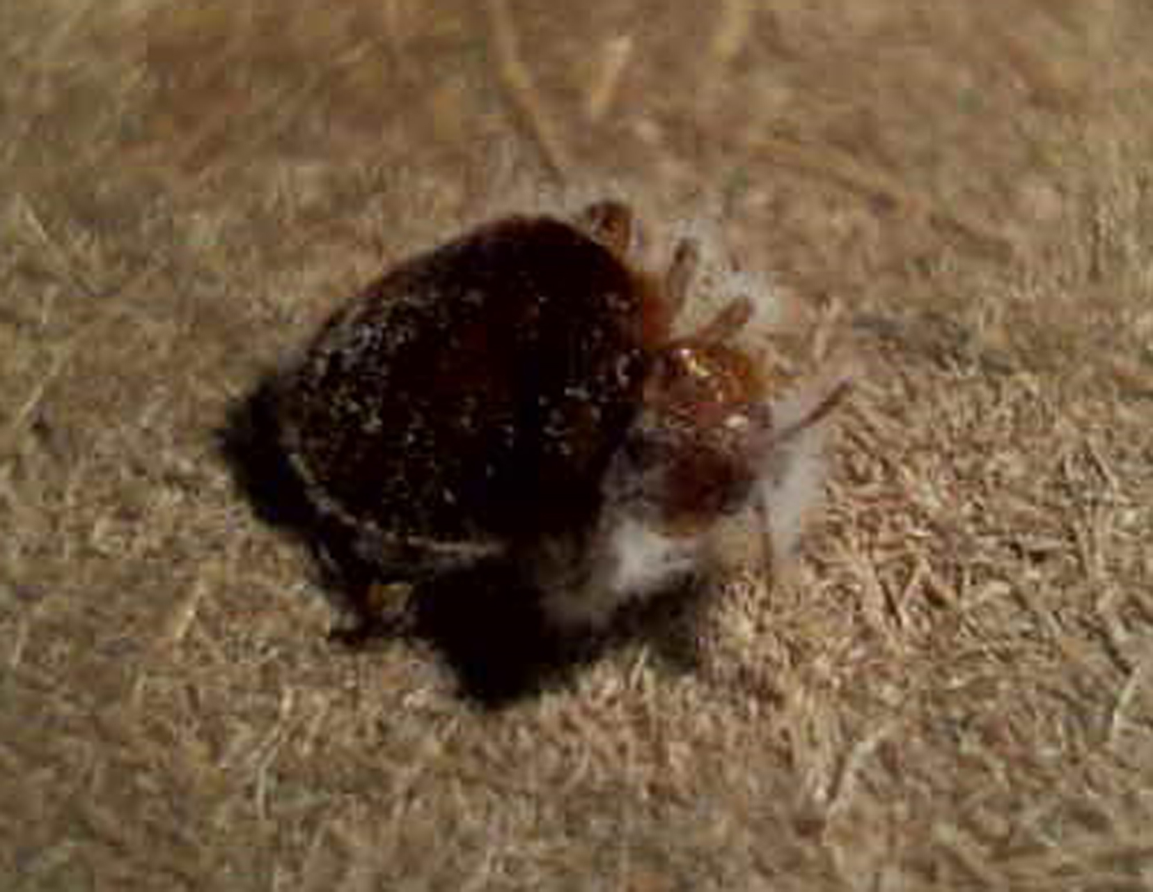 bed bug in carpet