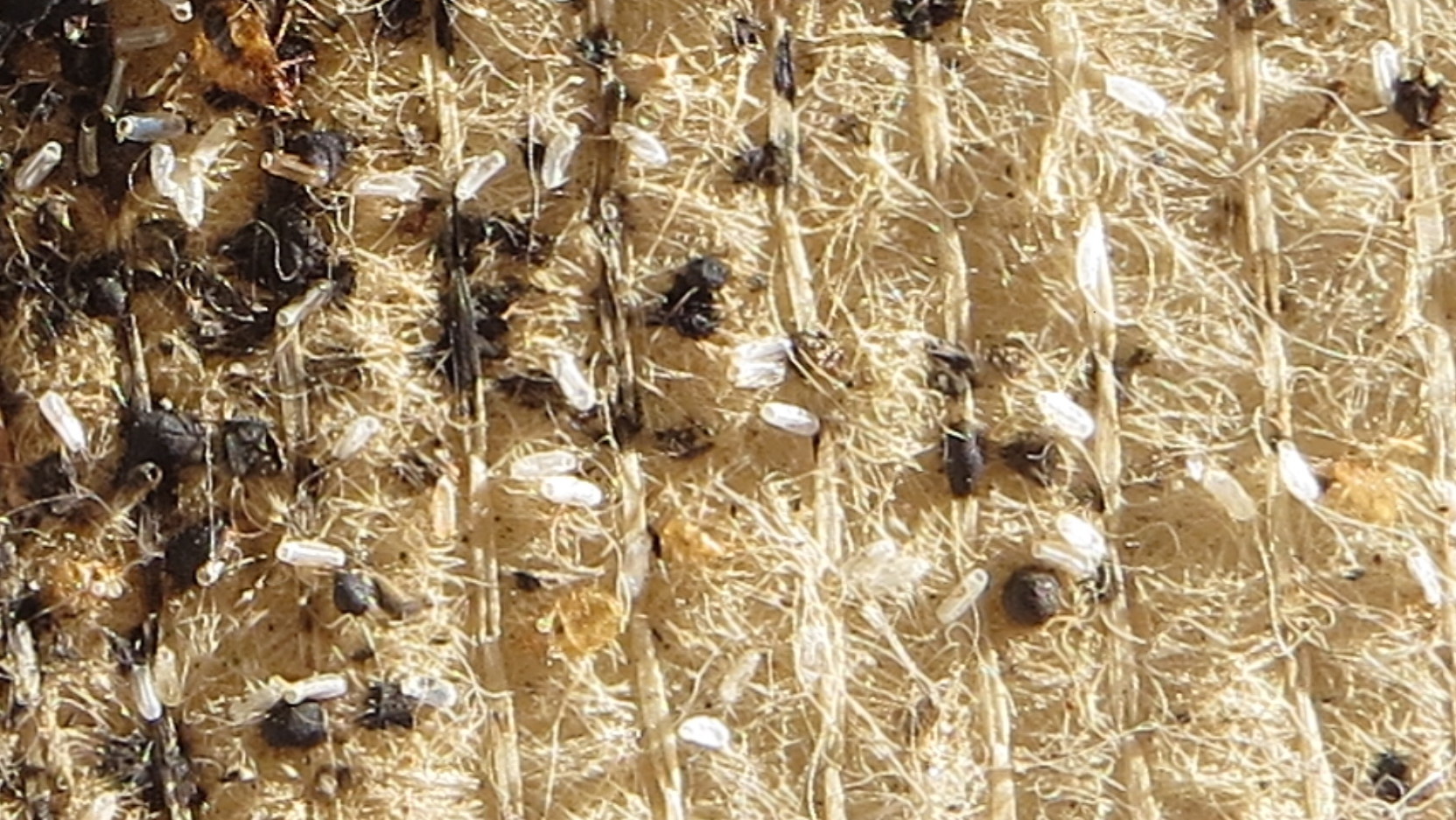 bed bug eggs