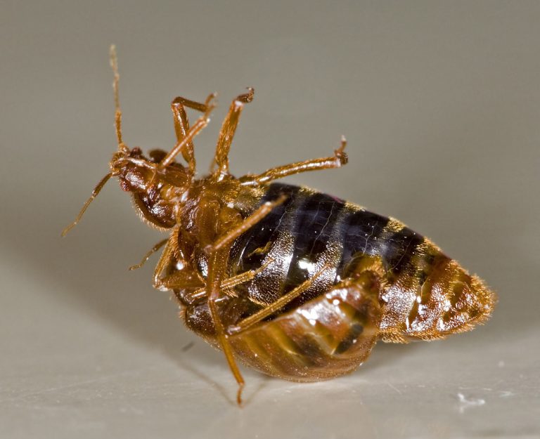 How common are bed bugs in the UK? How to get rid of them in the UK?