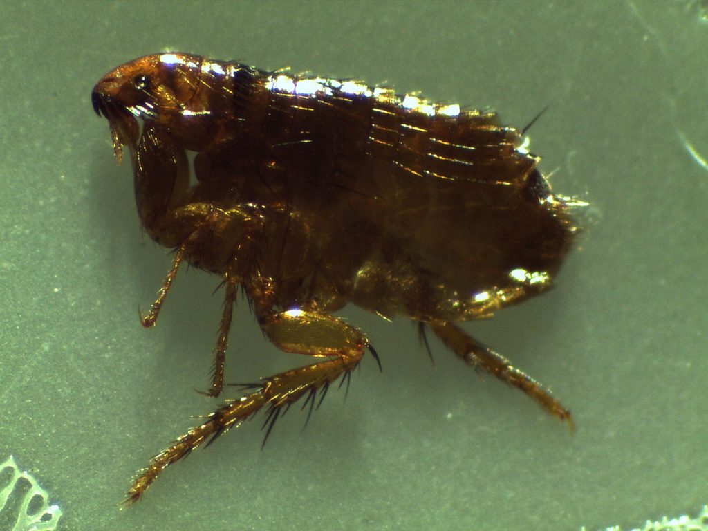 flea close view