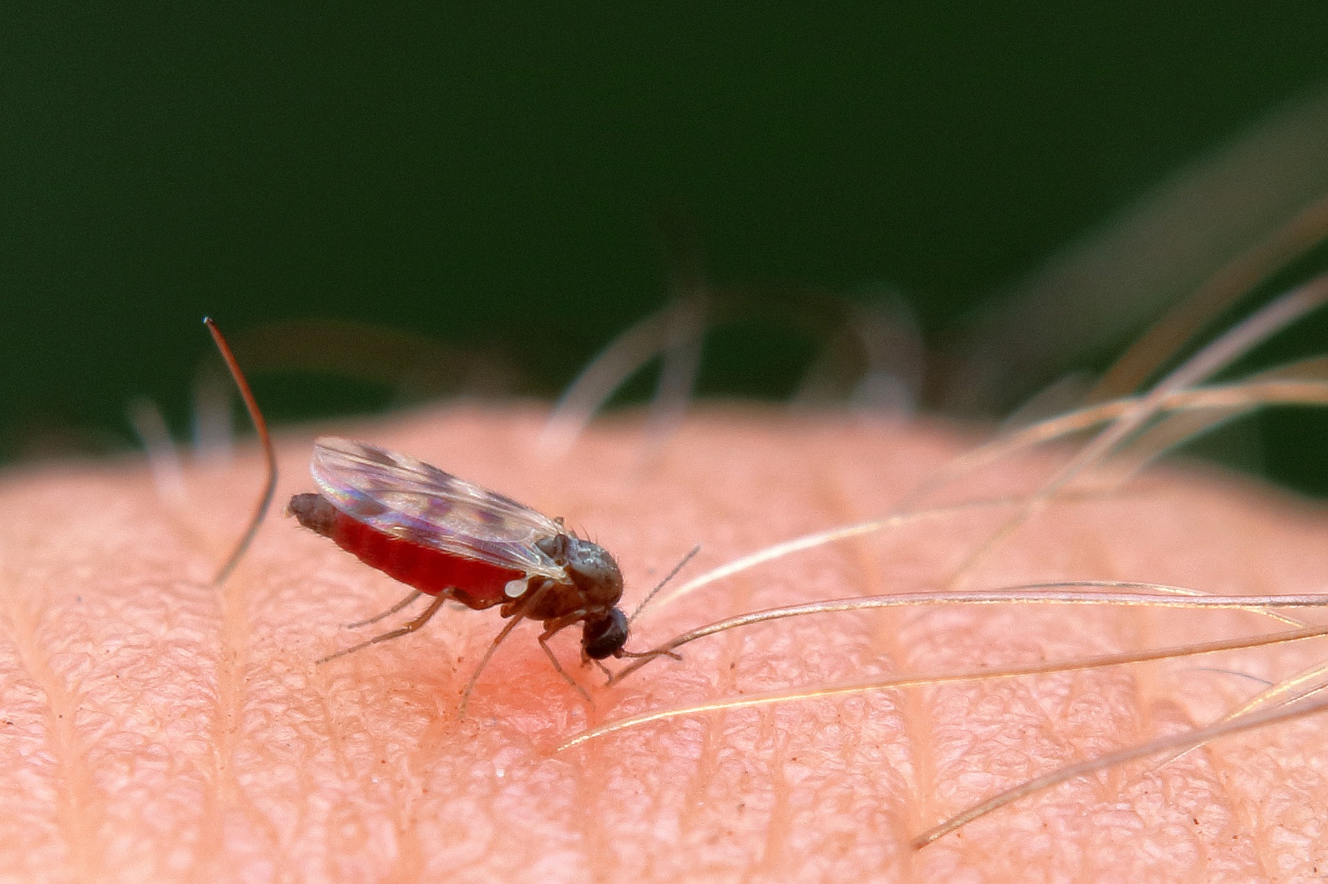 Drain Flies Fruit Flies Bed Bugs Pests Control And Treatment   Fruit Flies Bite 