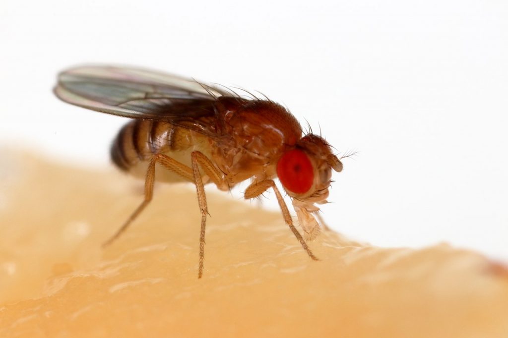 fruit fly close view