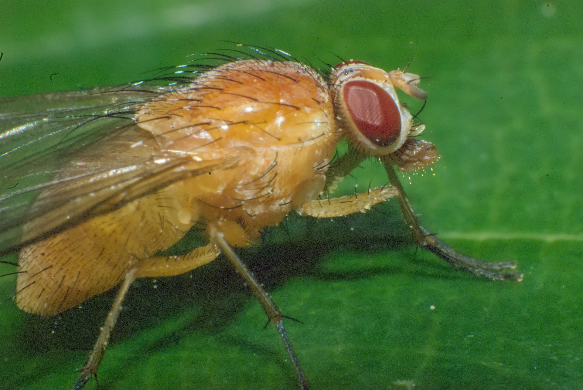 How Long Do Fruit Flies Live What Kills Fruit Flies In The House