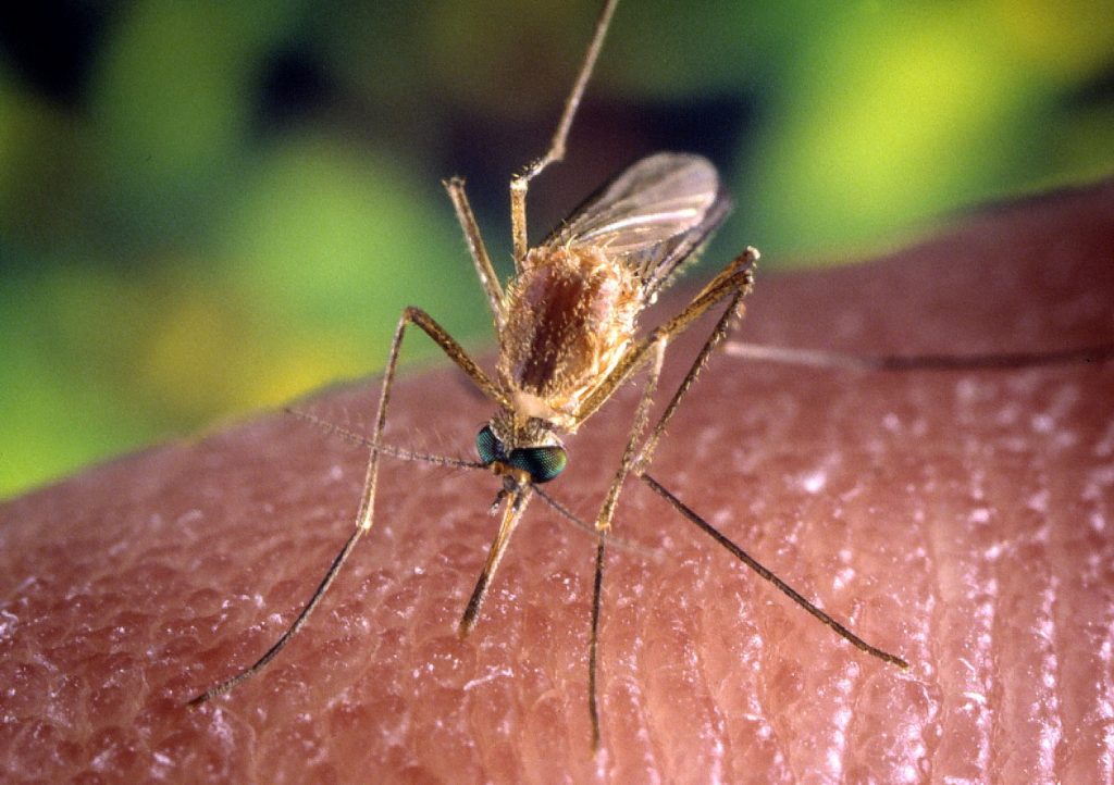 sandfly close view