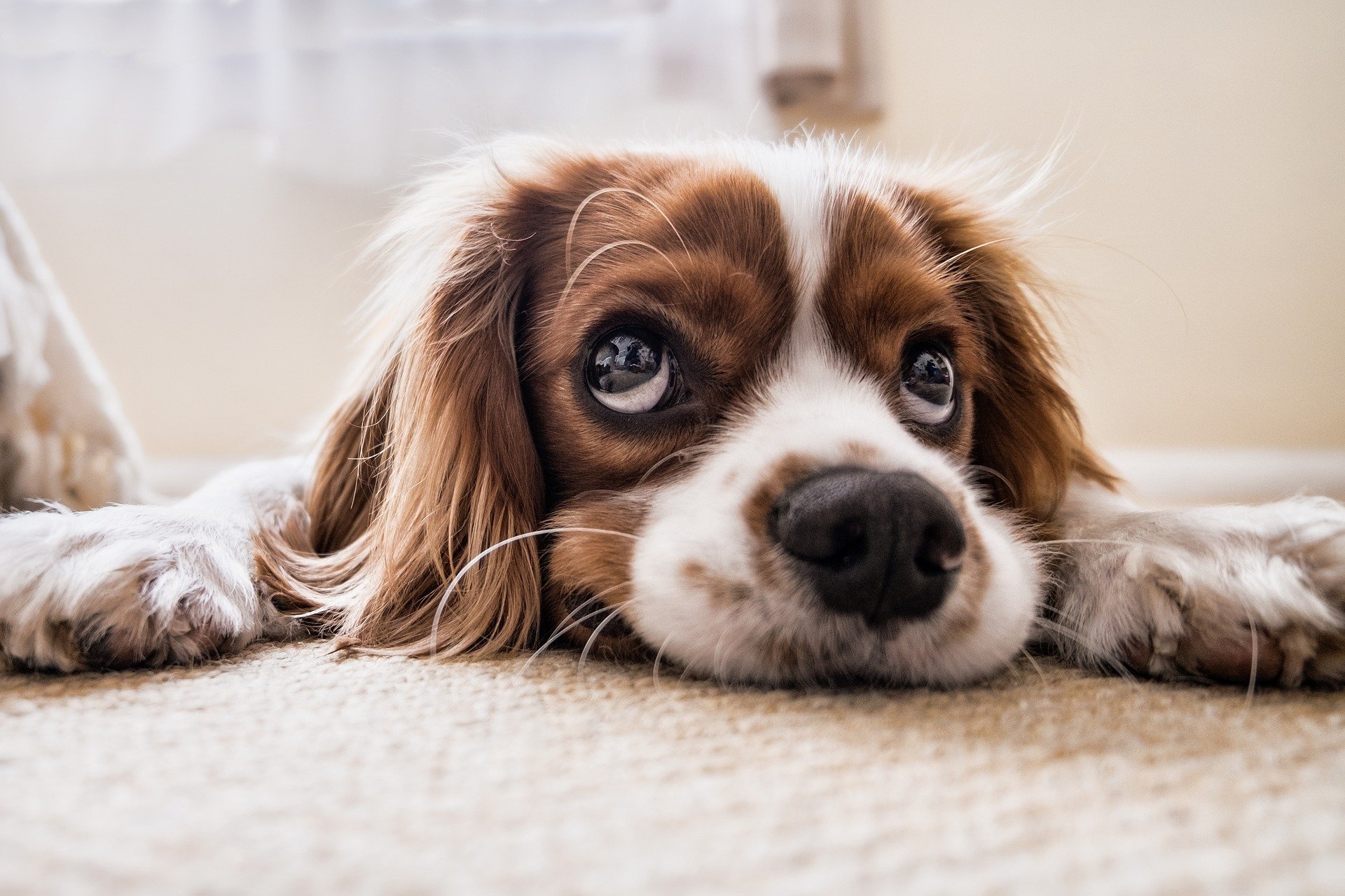 Bed Bugs and Dogs