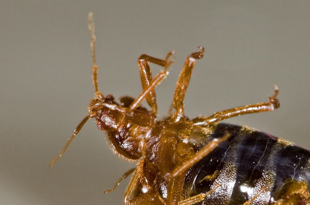 bed bugs jump