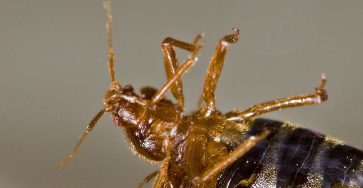 Do bed bugs fly or jump