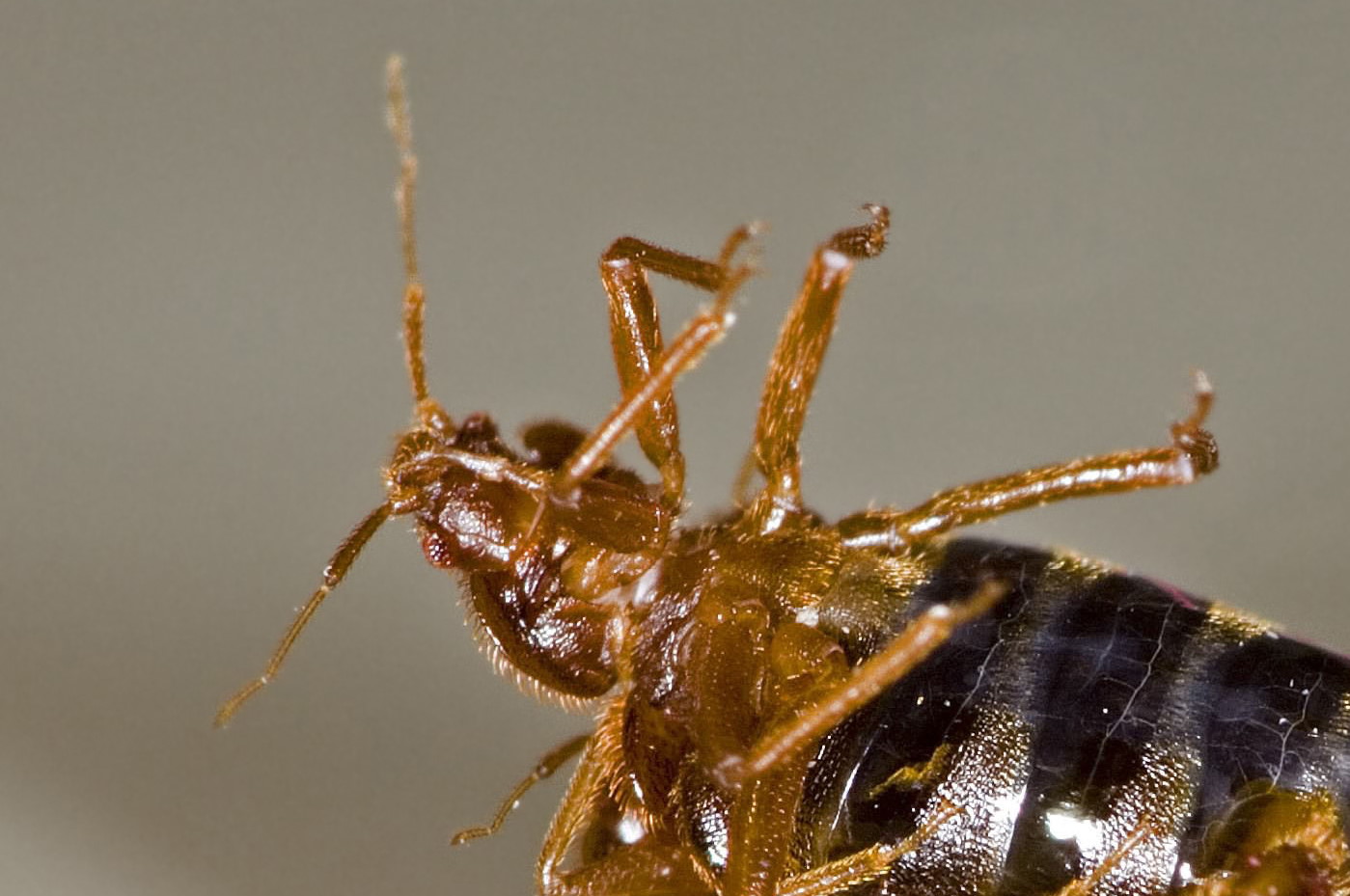 bed bugs jump