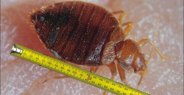 How big are bed bugs