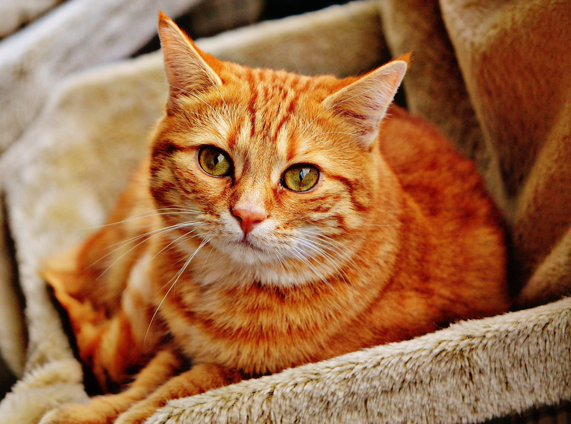 Do Bed Bugs Bite Cats How To Get Rid Of Bed Bugs On Cats 