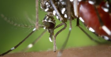 a mosquito's body full with blood
