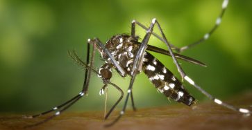 close view of female mosquito