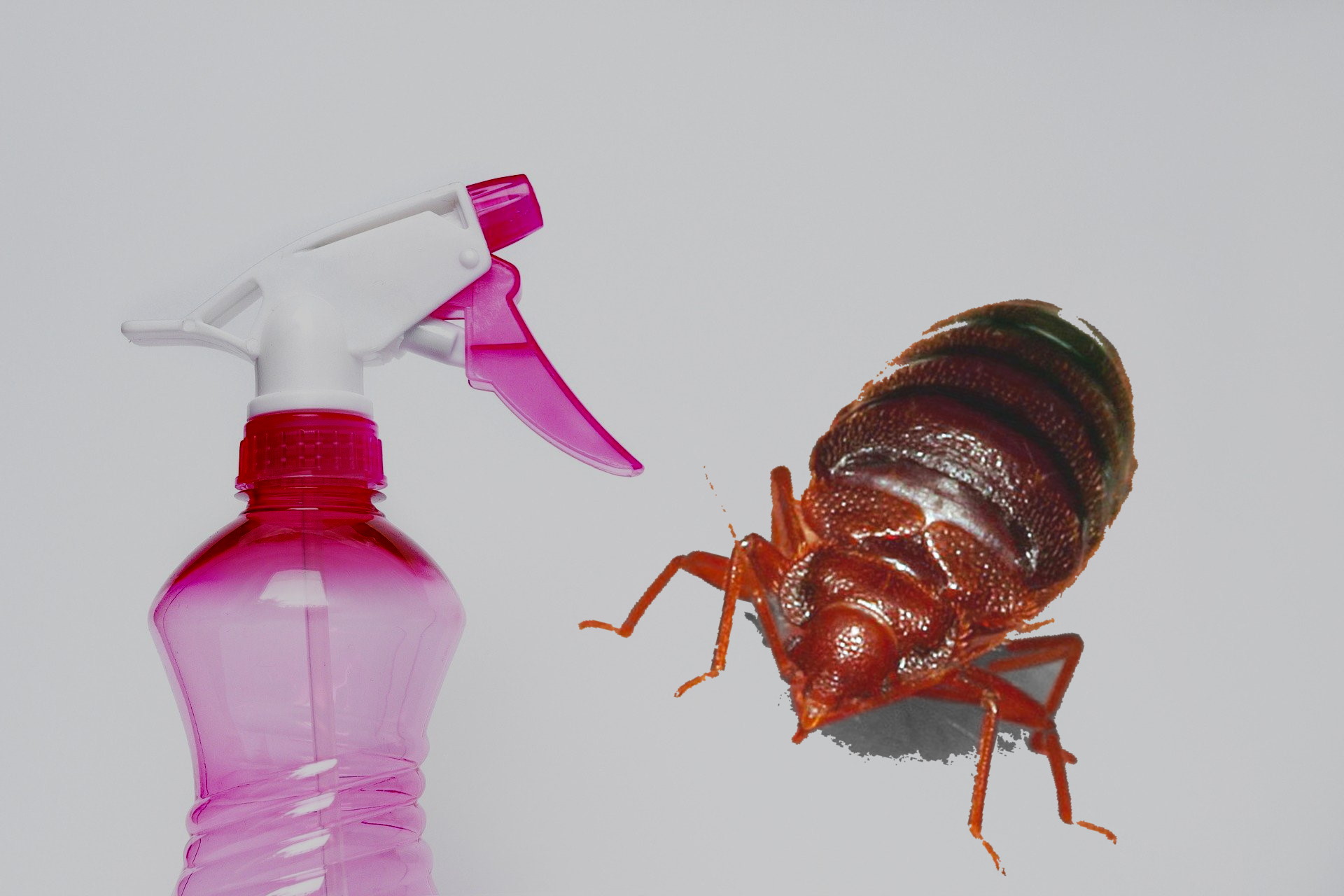 home made bed bug spray