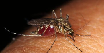 mosquito on human skin, while sucking blood