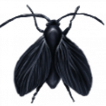 Drain Fly Life Cycle
