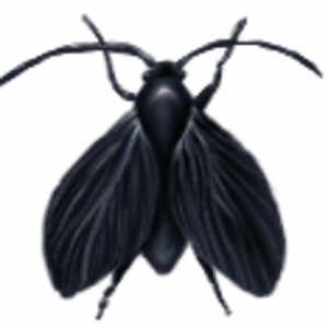 Drain Fly Life Cycle