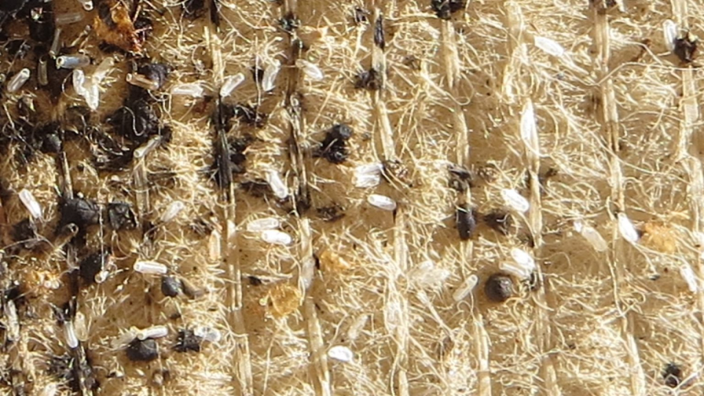 those small, white things are bed bug eggs (source)